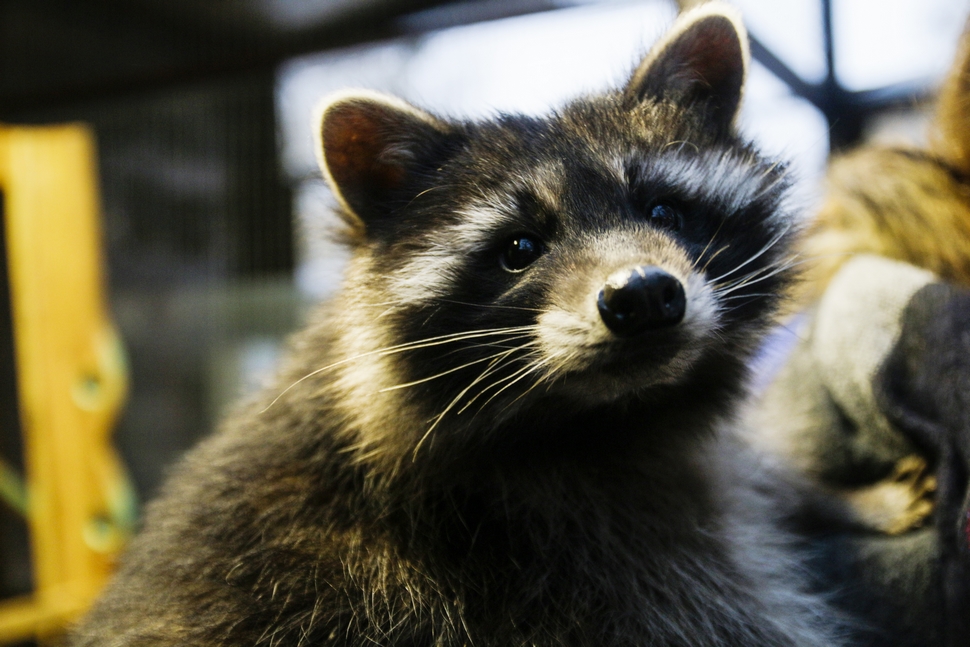Київський ВДНГ перетворять на парк зимових розваг